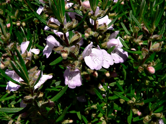 {Conradina verticillata}